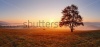 stock-photo-alone-tree-on-meadow-at-sunset-with-sun-and-mist-panorama-117003562
