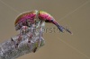 stock-photo-attelabidae-rhynchites-in-the-brawn-colors-131105036