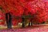 stock-photo-autumn-colored-trees-158405792