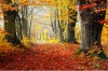 stock-photo-autumn-fall-forest-natural-path-towards-light-of-afternoon-sun-red-leaves-romant (1)