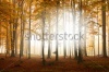 stock-photo-autumn-forest-113883670