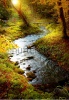 stock-photo-autumn-forest-2679090