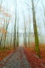 stock-photo-autumn-in-the-foggy-forest-75122563