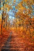 stock-photo-autumn-landscape-115493203