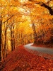 stock-photo-autumn-landscape-with-road-and-beautiful-colored-trees-113554330