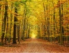 stock-photo-autumn-pathway-57387817
