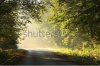 stock-photo-autumn-scenery-of-rural-lane-in-the-deciduous-forest-on-a-foggy-morning-69538225