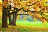 stock-photo-autumn-trees-116280340