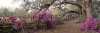 stock-photo-azalea-panorama-at-the-magnolia-plantation-in-charleston-sc-142843849