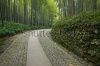 stock-photo-bamboo-forest-trail-in-hangzhou-china-160776191
