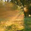 stock-photo-beautiful-autumn-dawn-on-forest-edge-153191459