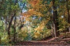 stock-photo-beautiful-autumn-forest-in-rock-creek-park-washington-dc-united-states-213840733