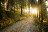 stock-photo-beautiful-autumn-forest-mountain-path-at-sunset-111970076