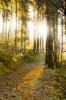 stock-photo-beautiful-autumn-forest-mountain-path-at-sunset-vertical-composition-111970088