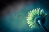 stock-photo-beautiful-daisy-or-gerbera-background-back-view-cross-process-shadowed-angles-170691797