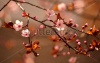 stock-photo-beautiful-flowering-japanese-cherry-sakura-background-with-flowers-on-a-spring-day-111817763