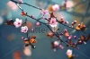 stock-photo-beautiful-flowering-japanese-cherry-sakura-background-with-flowers-on-a-spring-day-163347830