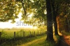 stock-photo-beautiful-fresh-morning-with-sun-rays-and-dramatic-light-55312942