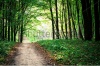 stock-photo-beautiful-green-forest-155423828