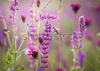 stock-photo-beautiful-meadow-with-wild-flowers-168500711