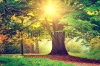 stock-photo-beautiful-park-tree-139765531