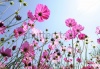 stock-photo-beautiful-pink-flowers-and-blue-sky-77382592