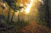 stock-photo-beautiful-road-in-fall-forest-covered-with-mist-216198586