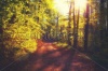 stock-photo-beautiful-romantic-walk-on-a-spring-forest-road-at-sunset-diffused-271166894