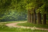 stock-photo-beautiful-spring-colors-in-a-dutch-forest-in-arnhem-the-netherlands-77254783