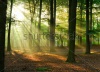 stock-photo-beautiful-sunlight-in-the-forest-25553242
