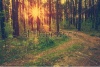 stock-photo-beautiful-sunset-in-the-woods-retro-filtered-instagram-style-231920593