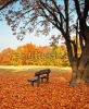 stock-photo-bench-with-tree-in-autumn-110073608