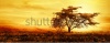 stock-photo-big-african-tree-silhouette-over-sunset-single-tree-on-the-field-beautiful-panoramic-image-of-1