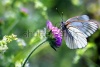 stock-photo-black-veined-white-butterfly-aporia-crataegi-79443766