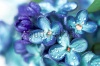 stock-photo-blue-lilac-flowers-closeup-with-water-drops-135232760