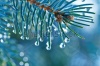 stock-photo-blue-spruce-with-drops-of-water-macro-154167482