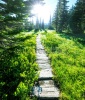 stock-photo-boardwalk-in-forest-126273899