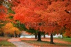 stock-photo-bright-red-autumn-trees-by-the-trail-157893074