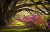 stock-photo-charleston-sc-plantation-live-oak-trees-spanish-moss-azalea-flowers-blooming-spring-blooms-98959808