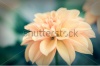 stock-photo-close-up-macro-beautiful-light-yellow-flower-pastel-242386264