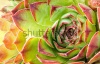 stock-photo-close-up-of-hen-and-chick-or-crassulaceae-succulent-flower-103836545