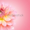 stock-photo-close-up-petal-of-pink-macro-flower-214070116