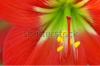 stock-photo-close-up-the-stigma-and-stamen-of-lily-flower-187024418