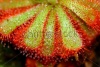 stock-photo-closeup-of-sundew-carnivorous-plant-drosera-aliciae-242968486