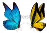 stock-photo-colorful-beautiful-butterfly-close-up-a-macro-background-167712644