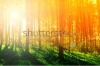stock-photo-colorful-mystical-forest-with-sun-ray-and-lens-flare-at-morning-69924601