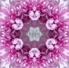 stock-photo-concentric-flower-center-macro-close-up-mandala-kaleidoscopic-design-180030236