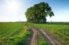 stock-photo-country-road-through-green-fields-and-rows-of-trees-in-spring-98059730