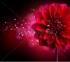 stock-photo-dahlia-autumn-flower-design-over-black-81990328