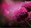 stock-photo-dahlia-autumn-flower-design-with-copy-space-64578211